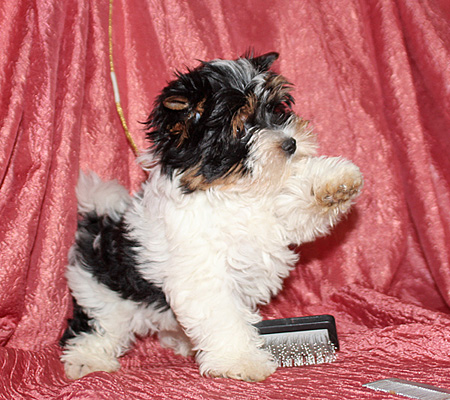 бивер йорк мини щенок продается в питомнике Златоглавый талисман  8 916 974 0975