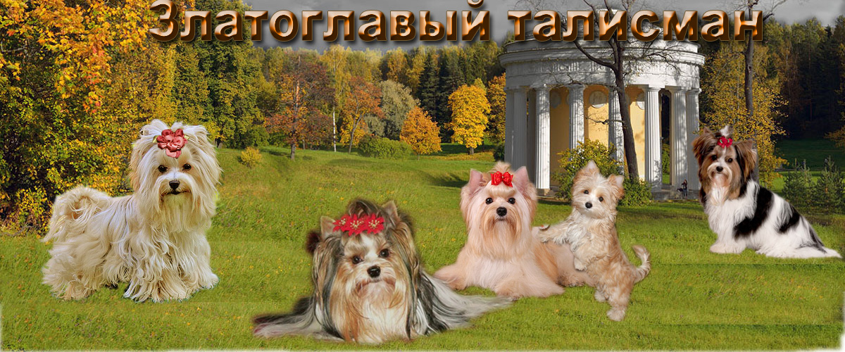 Вязка собак (случка): когда и как вязать собаку в первый раз | Блог зоомагазина rov-hyundai.ru