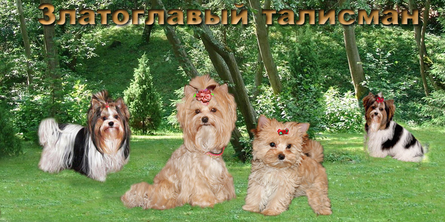щенки голддаста в питомнике в Москве